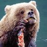 Timothy Treadwell Bear Attack Real Video Twitter and Autopsy