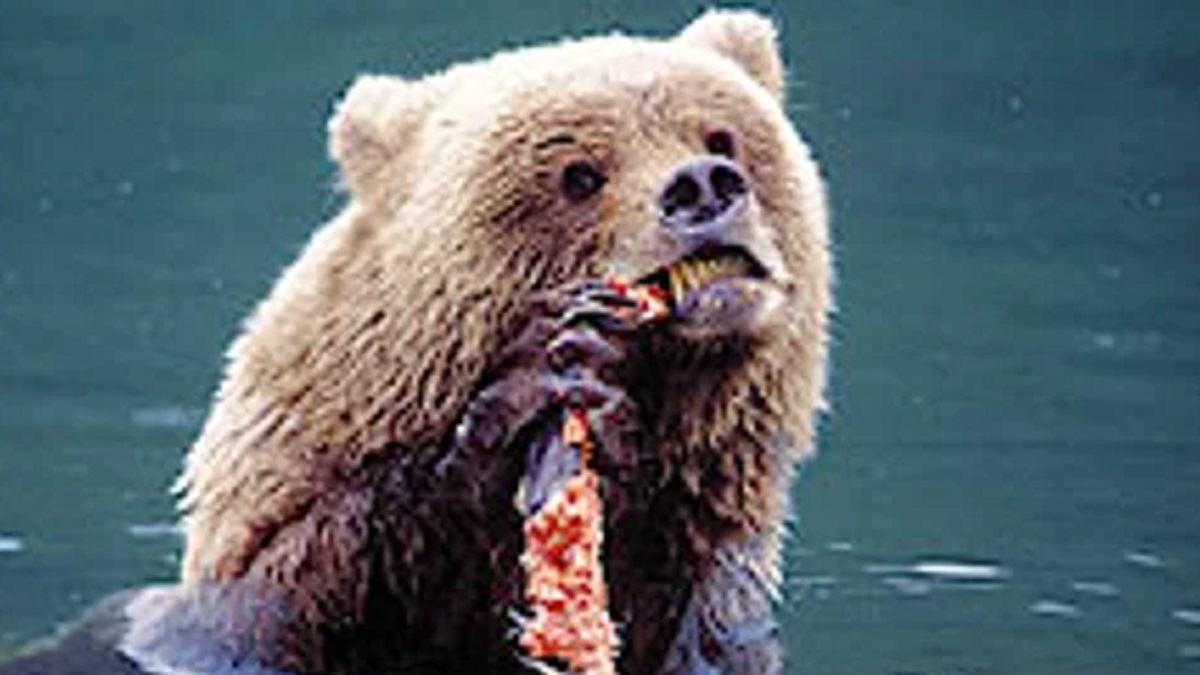 Timothy Treadwell Bear Attack Real Video Twitter and Autopsy