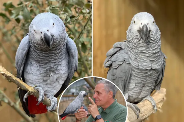 african grey parrots swearing video