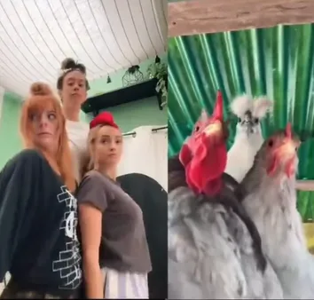 Chicken Chicken Video Viral