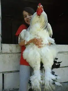Chicken Chicken Trending Video