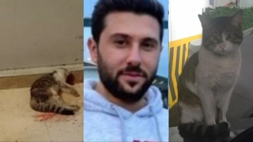 Ibrahim Keloğlan Kedi Video