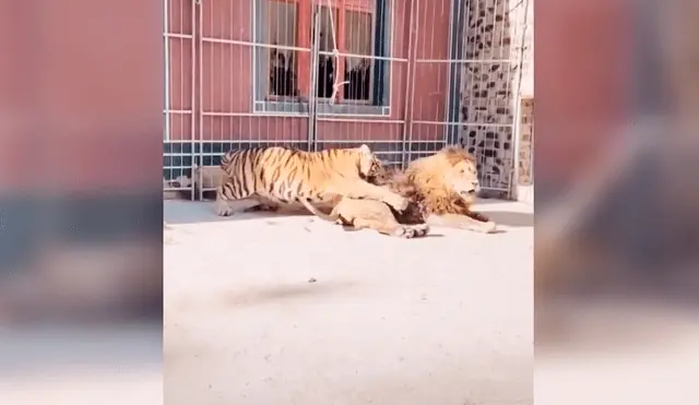 tigre y leon en barranquilla video